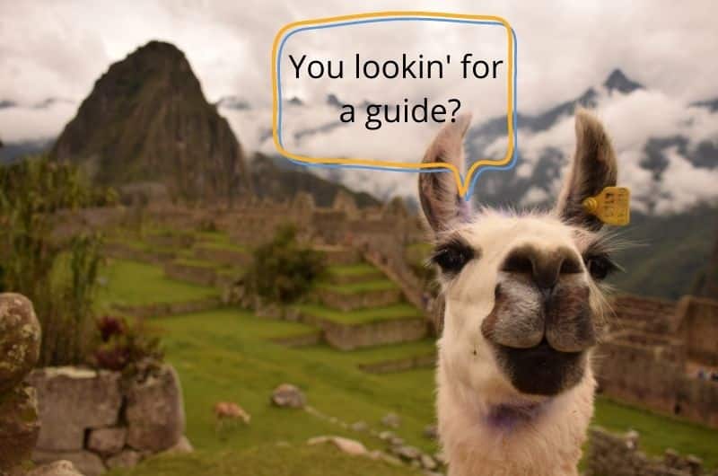 Lama at Machu Picchu in Peru 