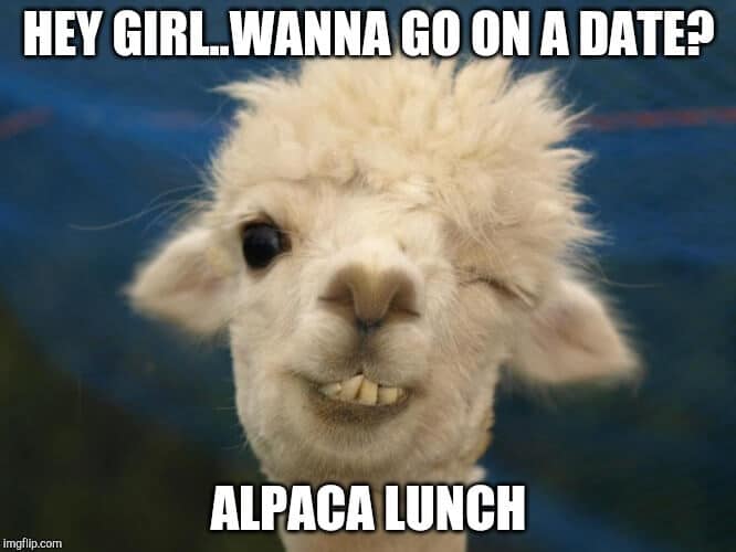 Meme Hey girl, wanna go on a date, Alpaca lunch