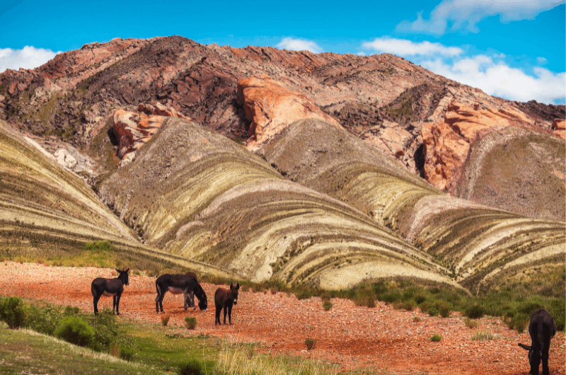 Mules near the Rainbow Mountain, Peru