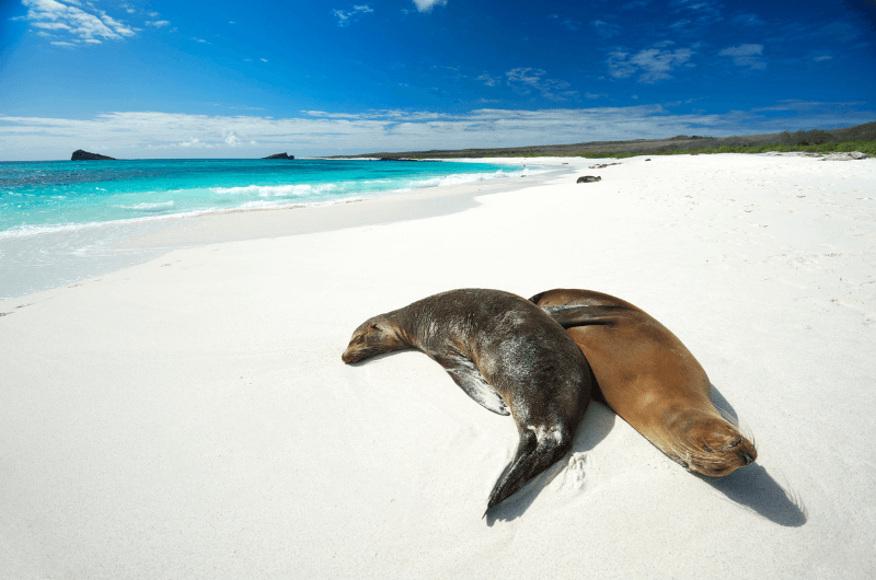 Sea lions resting on white Galapagos beach