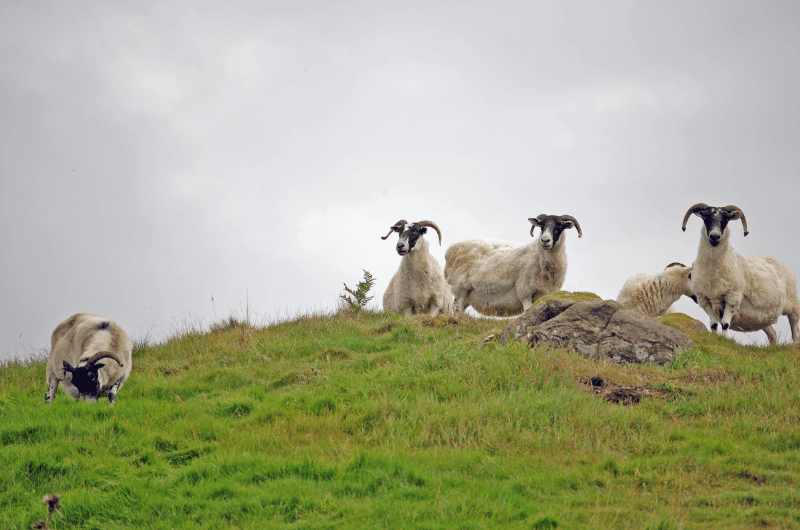 Goats on the grass in Scotland 