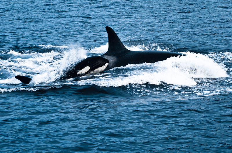 Orcas swimming in the sea