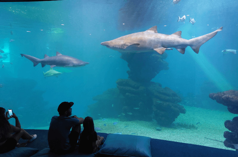 The shark tank at Palma Aquarium Mallorca 