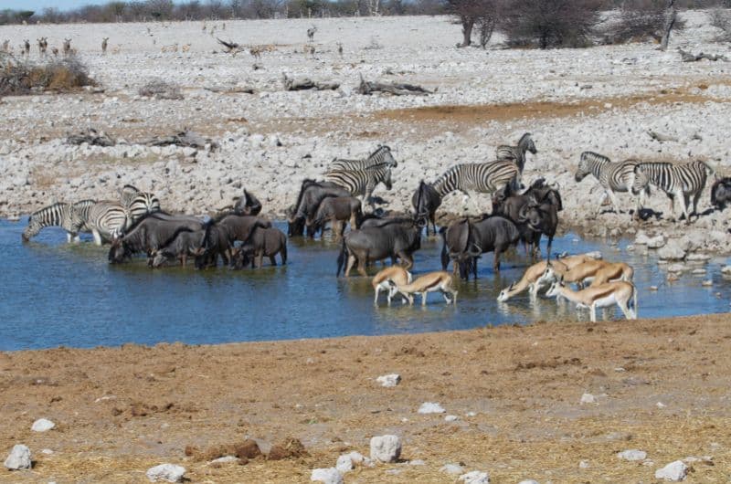 View of animals at the watering hole in Etosha National Park, Namibia