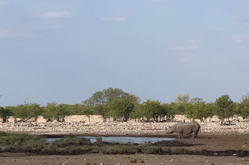 A rhino at the watering hole in Etosha National Park, Namibia