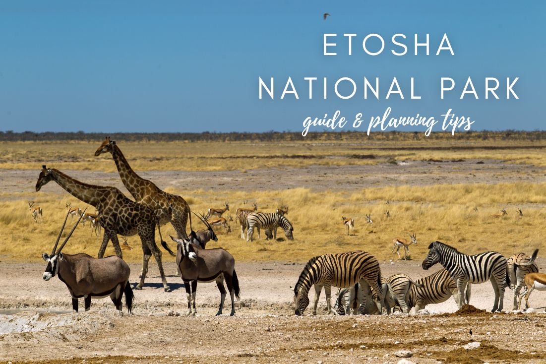Guide for Etosha National Park, Namibia