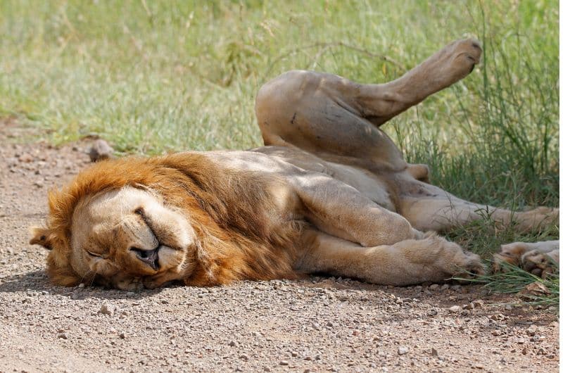 Lion sleeping in the Etosha National Park, Namibia