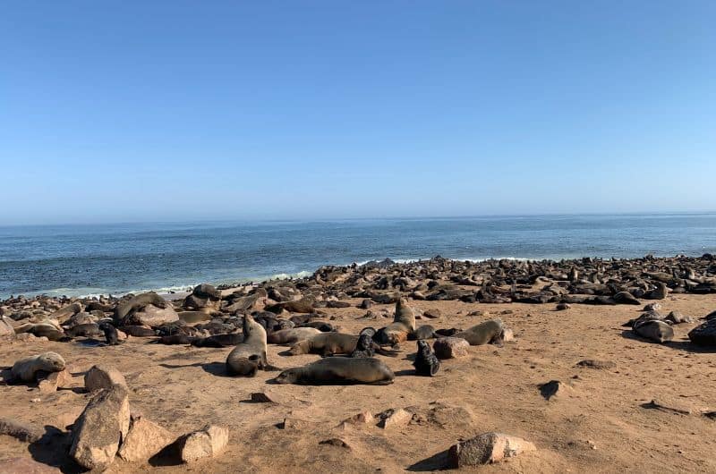 Seals in Cape Cross, Namibia 