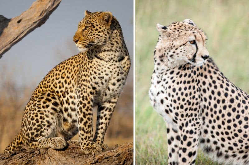 The leopard and the cheetah in Namibia—article about the wildlife in Namibia