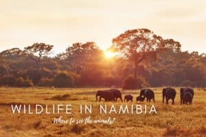 Article about the wildlife in Namibia