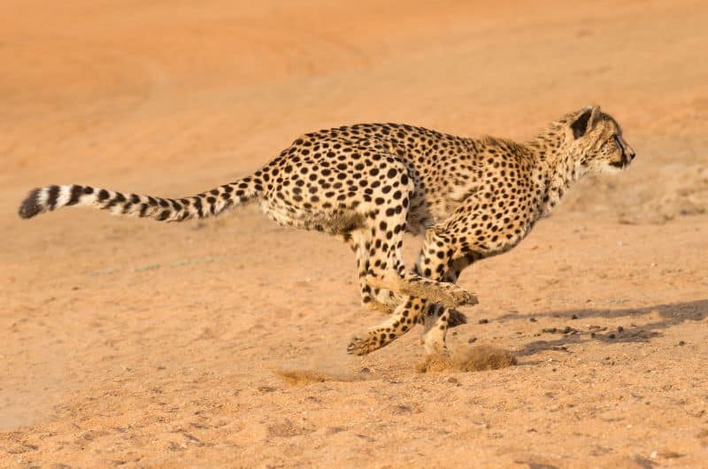 The cheetath in the Cheetah Conservatoin Fund, Namibia