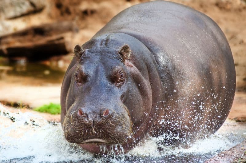 A hippo in Namibia—article about the wildlife in Namibia