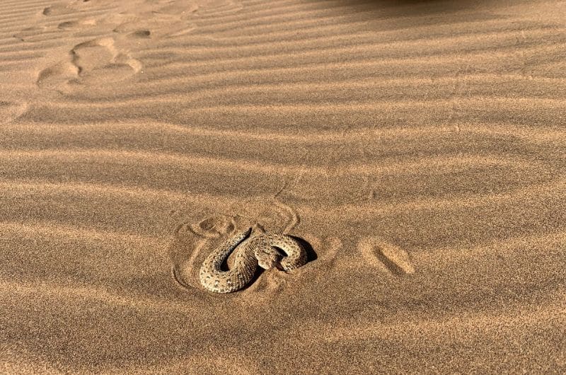 A sand viper in the Namibian desert—article about the wildlife in Namibia