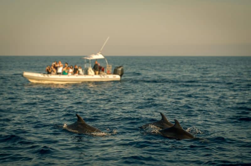 Dolphin watching in Gibraltar